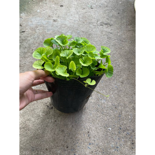 Chậu rau má giàu dinh dưỡng- chậu lớn