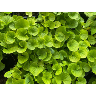 Chậu rau má giàu dinh dưỡng- chậu lớn