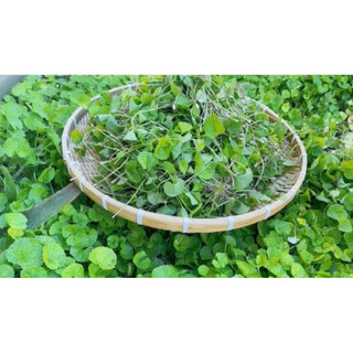 Chậu rau má giàu dinh dưỡng- chậu lớn