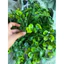 Combo 500g Cành Táo Ngắn - Điểm Bi - Bi Cúp- Bi Nở - Bi Non - Điểm Gạo - Decor Giá Rẻ DUHA 102