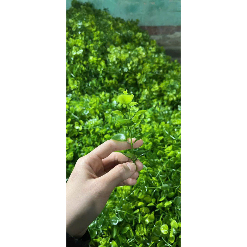 Combo 1kg Cỏ Điểm Cành Táo Ngắn Đã Bỏ Cọng DUHA 102