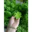 1kg Sen Đá, Lá Hồng, Hoa Cúc Nhí, Hoa Điểm, Lá Táo Trang Trí Bó Hoa, Giỏ Quà Thêm Sinh Động DUHA 104