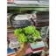 1kg Sen Đá, Lá Hồng, Hoa Cúc Nhí, Hoa Điểm, Lá Táo Trang Trí Bó Hoa, Giỏ Quà Thêm Sinh Động DUHA 104