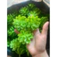 Combo 100g Cỏ Điểm Sen Đá Đã Bỏ Gọng,Điểm Hoa Sáp,Hoa Lụa,Trang Trí, Decor Tết DUHA 104
