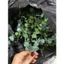 Túi 100g Cỏ Điểm Cành Táo Dài Điểm Hoa Sáp, Hoa Lụa, Oản, Giỏ Trái Cây, Giỏ Quà DUHA 106
