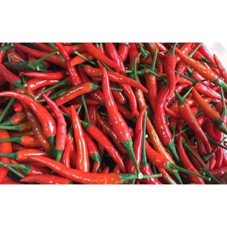 Hạt giống Ớt Chỉ Thiên lai F1 No.12, kháng sâu bệnh, năng xuất cao - 30 HẠT