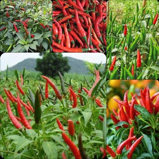 Hạt giống Ớt Chỉ Thiên lai F1 No.12, kháng sâu bệnh, năng xuất cao - 30 HẠT
