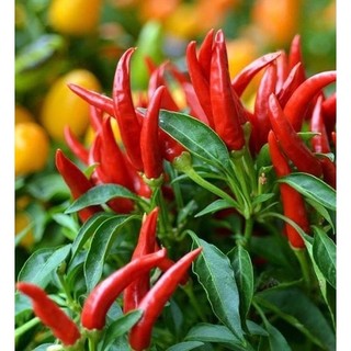 Hạt giống Ớt Chỉ Thiên lai F1 No.12, kháng sâu bệnh, năng xuất cao - 30 HẠT