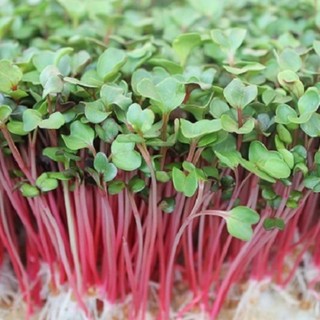 Hạt giống rau Mầm Củ Cải Đỏ Phú Điền PDS 04 - 20 gam hạt