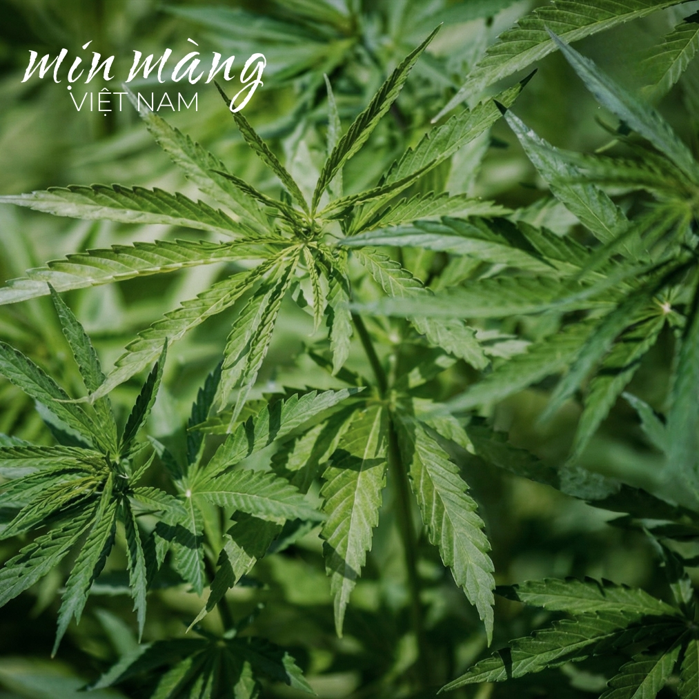 Găng Tay Tắm Tẩy Tế Bào Chết Body Bao Tay Châu Phi Kỳ Ghét MỊN MÀNG Chất Liệu Sợi Vỏ Cây Thiên Nhiên