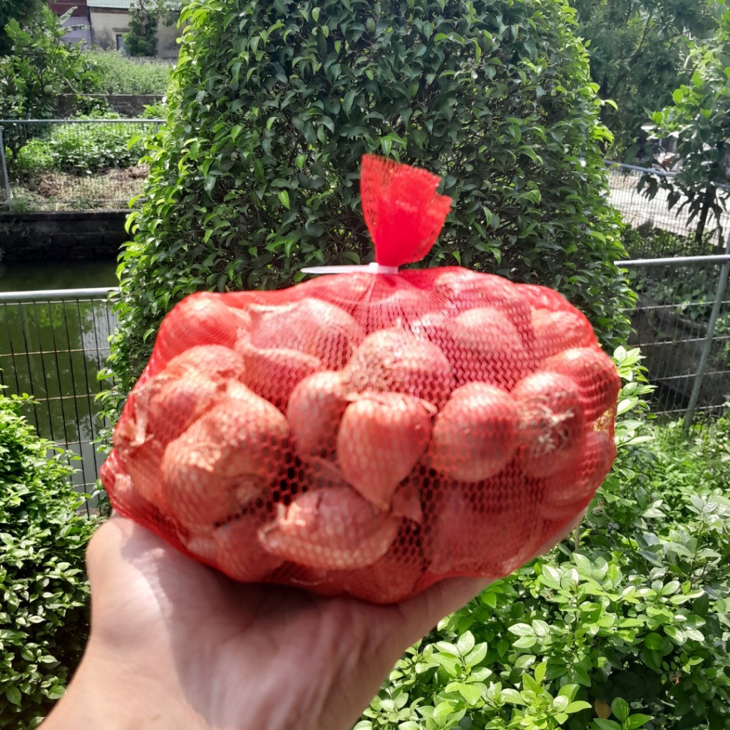 Hành Khô [Đầu Mùa] 3Kg Loại 1 Chuẩn Gốc Kinh Môn, Hải Dương. To, Căng, Mẩy, Chuẩn Chất Lượng, Gia Vị Cho Sức Khỏe
