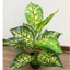 Cây giả - cây lá đốm 30cm/40cm
