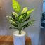Cây giả - cây lá đốm 30cm/40cm