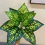 Cây giả - cây lá đốm 30cm/40cm