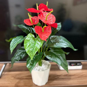 Cây giả - chậu hoa hồng môn yến 50cm