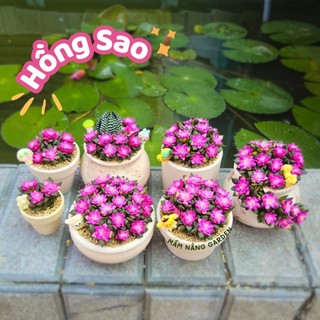 Sen đá Hồng Sao kèm chậu nhiều size có sẵn tại vườn Mầm Nắng Garden lỗi 1 đền 1