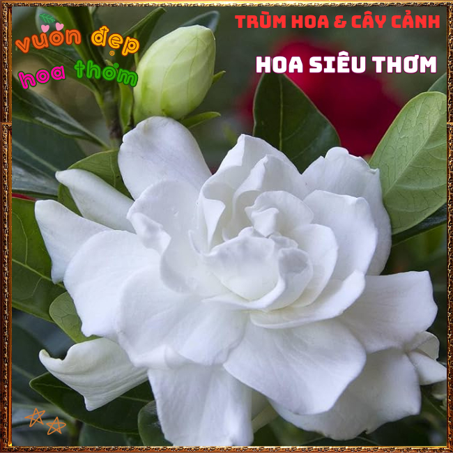 Cây hoa Bạch Thiên Hương Hoa Lài Lá Lớn Chậu Lớn Cây Cao Thơm Ngát  Siêu Dễ Trồng💾 TRÙM HOA VÀ CÂY CẢNH
