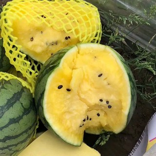 Hạt giống dưa hấu ruột vàng -Yellow Watermelon Seeds- 20 hạt