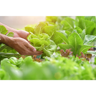 Đất Sạch Làm Nông Phố Cao Cấp (8 Thành Phần Trộn) Giàu Dinh Dưỡng Trồng Ngay Không Cần Phối Thêm 40Dm3