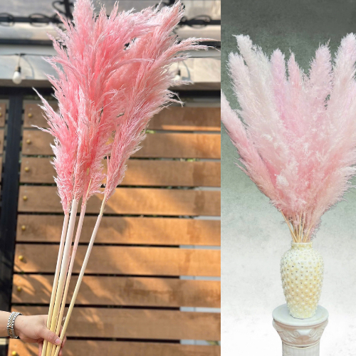 Bông cỏ lau khô cao cấp đa sắc màu, sấy khô tự nhiên trang trí decor phù hợp mọi không gian nhà, tiệc, đám cưới
