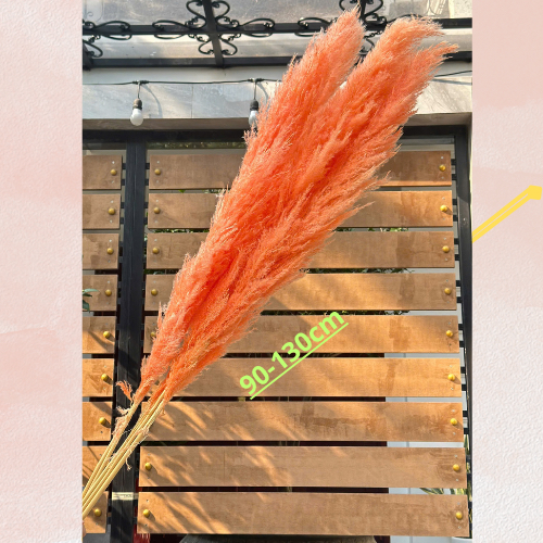 Bông cỏ lau khô cao cấp đa sắc màu, sấy khô tự nhiên trang trí decor phù hợp mọi không gian nhà, tiệc, đám cưới