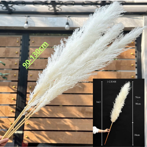 Bông cỏ lau khô cao cấp đa sắc màu, sấy khô tự nhiên trang trí decor phù hợp mọi không gian nhà, tiệc, đám cưới