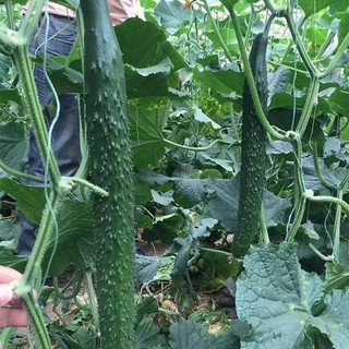 Hạt giống dưa chuột  siêu trái  -Long Cucumber-30viên