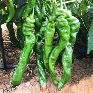 Hạt Giống  Ớt Siêu - Screw Pepper Seeds-100Hạt