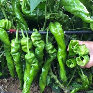 Hạt Giống  Ớt Siêu - Screw Pepper Seeds-100Hạt