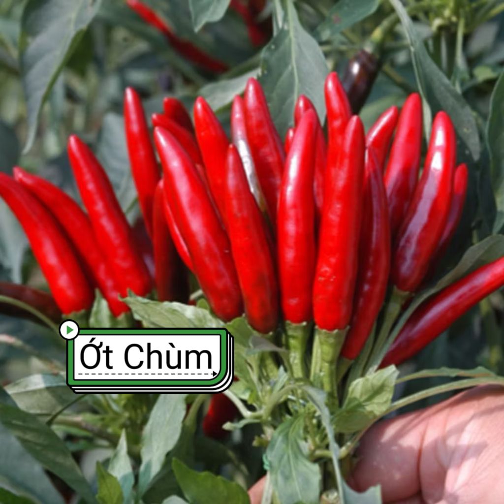 Hạt Giống Ớt Chùm Chỉ Thiên Siêu Quả F1 Chất Lượng Cao