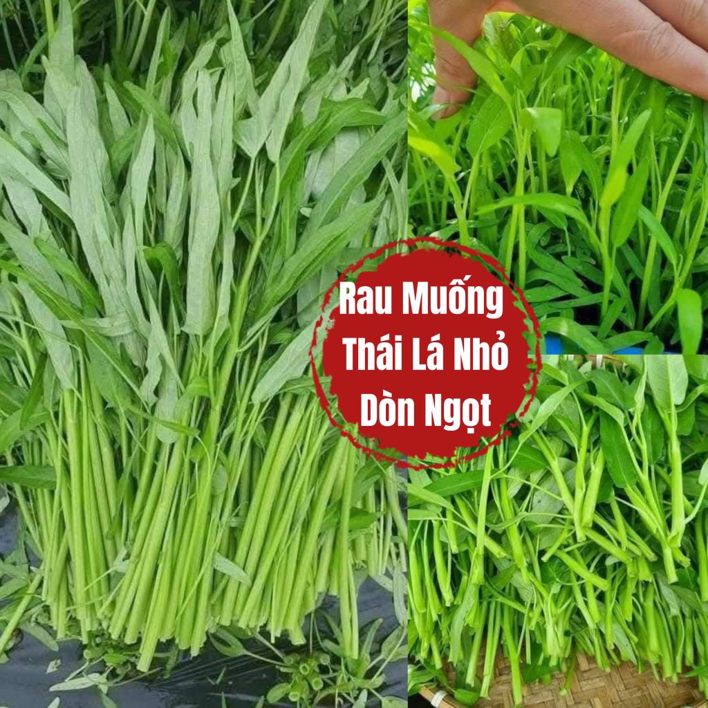 100 Gam Hạt Giống Rau Muống Thái Lan Lá Nhỏ❤️ Dòn Ngọt, Năng Suất Cao Trồng Quanh Năm