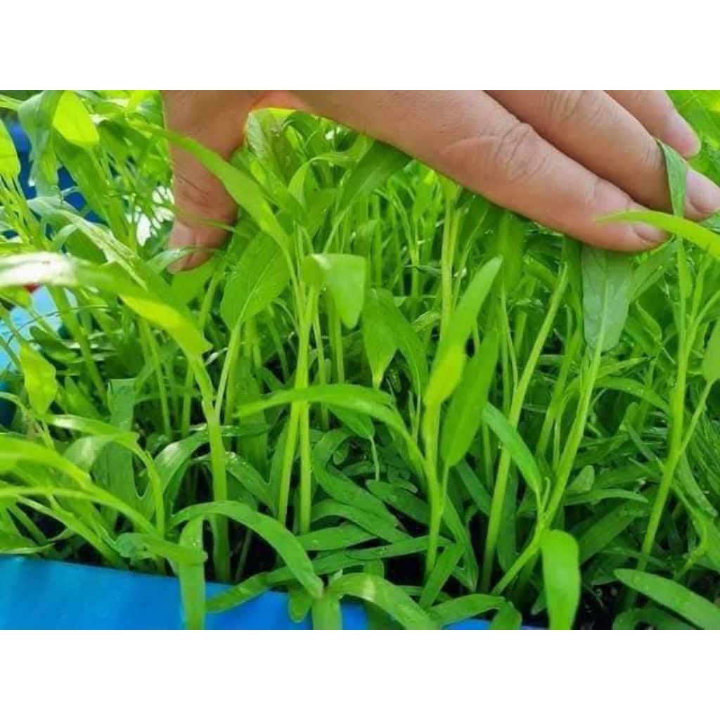 100 Gam Hạt Giống Rau Muống Thái Lan Lá Nhỏ❤️ Dòn Ngọt, Năng Suất Cao Trồng Quanh Năm