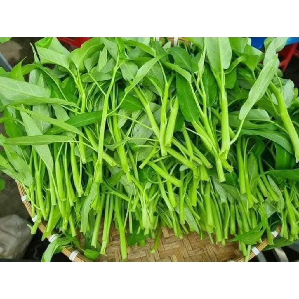 100 Gam Hạt Giống Rau Muống Thái Lan Lá Nhỏ❤️ Dòn Ngọt, Năng Suất Cao Trồng Quanh Năm
