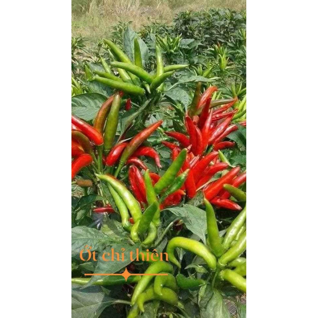 Hạt Giống Ớt Chùm Chỉ Thiên Siêu Quả F1 Chất Lượng Cao