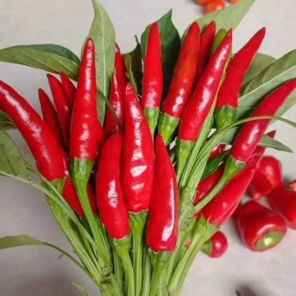 Hạt Giống Ớt Chùm Chỉ Thiên Siêu Quả F1 Chất Lượng Cao