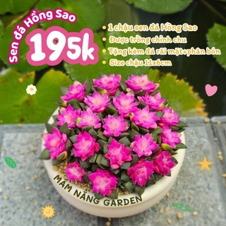 ​✨ Sen Đá Hồng Sao "SIÊU ĐẠI" [Size 11x6cm] - Chậu Đất Nung Trắng Trồng Sẵn Cao Cấp - MẦM NẮNG GARDEN ✨