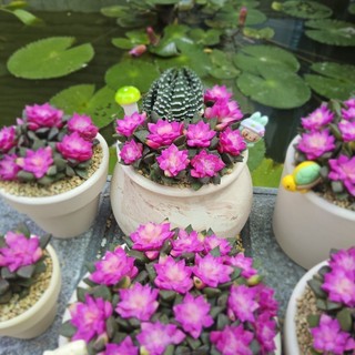​✨ Sen Đá Hồng Sao "SIÊU ĐẠI" [Size 11x6cm] - Chậu Đất Nung Trắng Trồng Sẵn Cao Cấp - MẦM NẮNG GARDEN ✨