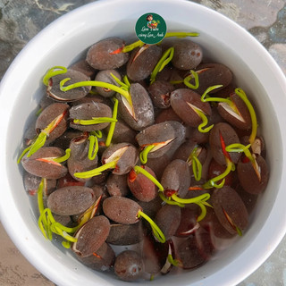 Hạt Giống Sen Nhật Mini Mix Full Màu (Gói 10 Hạt) Dễ Trồng, Nảy Mầm 100%, Hoa Nở Sau 80-90 Ngày