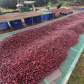 [LIGHT ROAST] Cà Phê Arabica Lumen – Thơm Nhẹ, Dễ Uống, Chua Thanh – Rang Mộc Nguyên Chất  – Cầu Đất Tây Nguyên