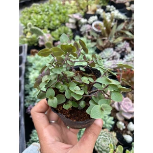 sen đá ong tóc xù LINHDAN GARDEN, size bầu 5cm. Lỗi 1 đổi 1!