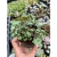 sen đá ong tóc xù LINHDAN GARDEN, size bầu 5cm. Lỗi 1 đổi 1!