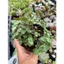 sen đá ong tóc xù LINHDAN GARDEN, size bầu 5cm. Lỗi 1 đổi 1!