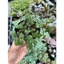 sen đá ong tóc xù LINHDAN GARDEN, size bầu 5cm. Lỗi 1 đổi 1!