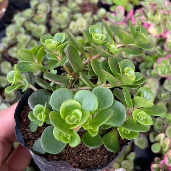 sedum vảy cá chép size 5cm LINHDAN GARDEN. Lỗi 1 đổi 1!