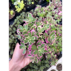 Sen đá sam hồng size bầu 5-7cm LINHDAN GARDEN. Lỗi 1 đổi 1!