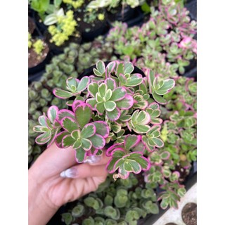 Sen đá sam hồng size bầu 5-7cm LINHDAN GARDEN. Lỗi 1 đổi 1!