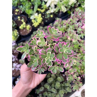 Sen đá sam hồng size bầu 5-7cm LINHDAN GARDEN. Lỗi 1 đổi 1!