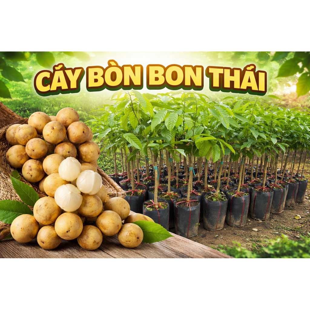 Cây giống bòn bon thái ghép chuẩn giống.