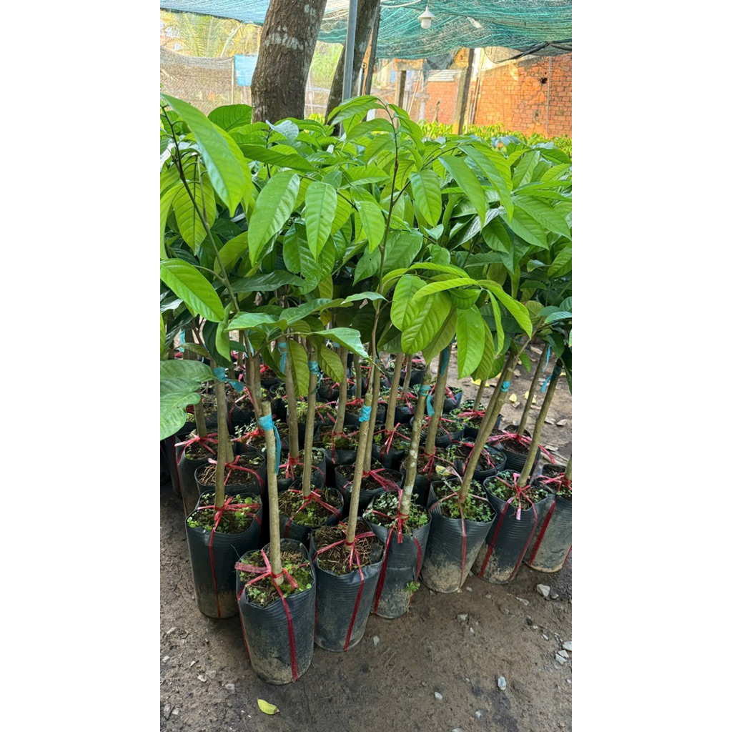 Cây giống bòn bon thái ghép chuẩn giống.