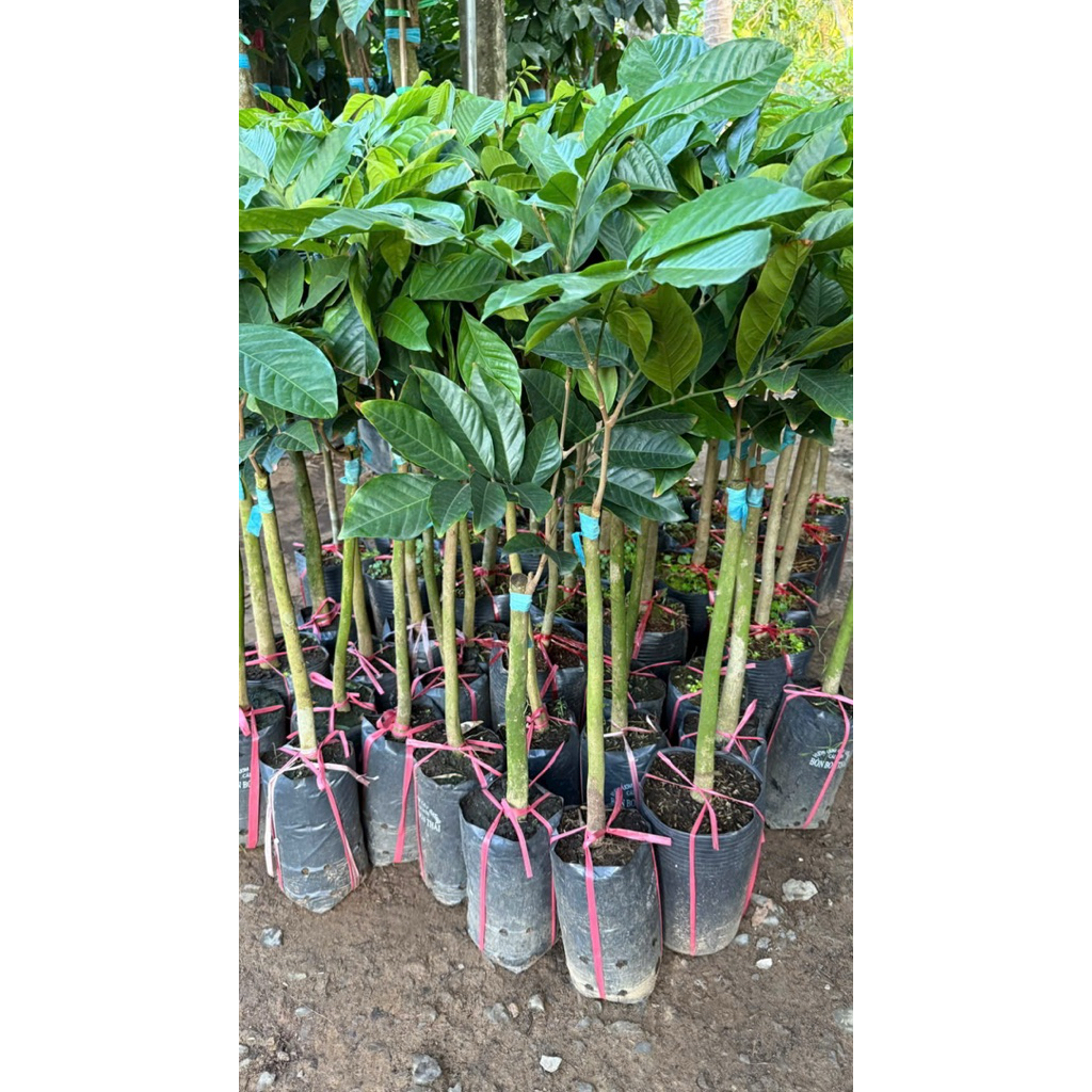 Cây giống bòn bon thái ghép chuẩn giống.